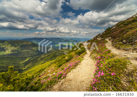 Magic pink rhododendron flowers in the mountains Magic pink rhododendron flowers in the mountains 16631930
