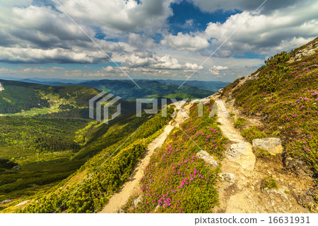 Magic pink rhododendron flowers in the mountains Magic pink rhododendron flowers in the mountains 16631931