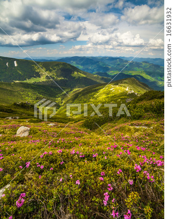 Magic pink rhododendron flowers in the mountains Magic pink rhododendron flowers in the mountains 16631932
