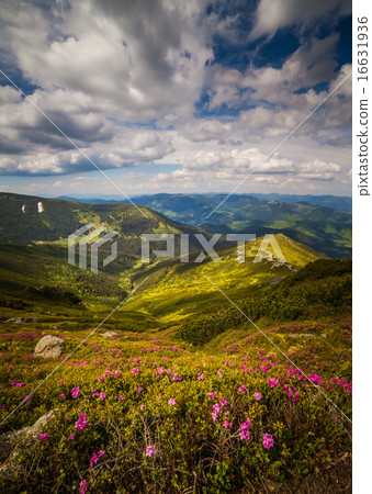 Magic pink rhododendron flowers in the mountains Magic pink rhododendron flowers in the mountains 16631936