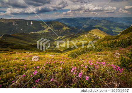 Magic pink rhododendron flowers in the mountains Magic pink rhododendron flowers in the mountains 16631937