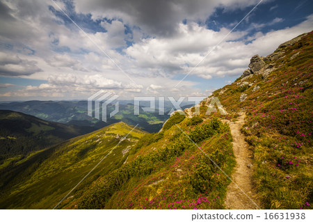 Magic pink rhododendron flowers in the mountains Magic pink rhododendron flowers in the mountains 16631938