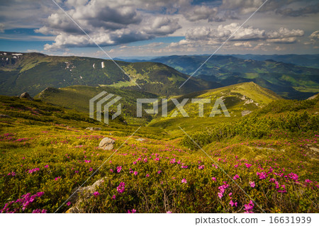 Magic pink rhododendron flowers in the mountains Magic pink rhododendron flowers in the mountains 16631939