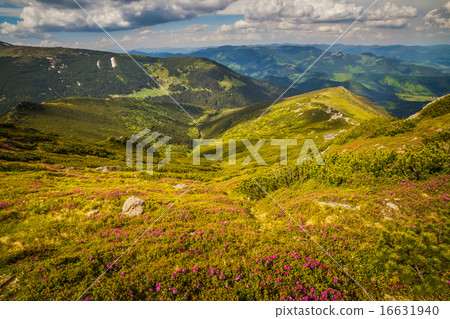 Magic pink rhododendron flowers in the mountains Magic pink rhododendron flowers in the mountains 16631940