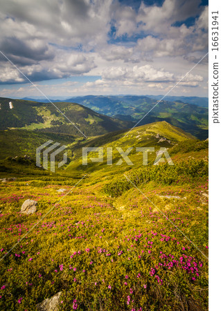 Magic pink rhododendron flowers in the mountains Magic pink rhododendron flowers in the mountains 16631941