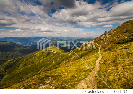 Magic pink rhododendron flowers in the mountains Magic pink rhododendron flowers in the mountains 16631943