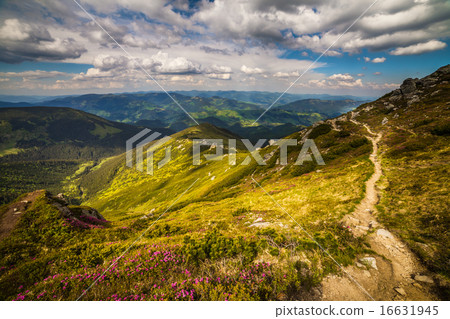 Magic pink rhododendron flowers in the mountains Magic pink rhododendron flowers in the mountains 16631945