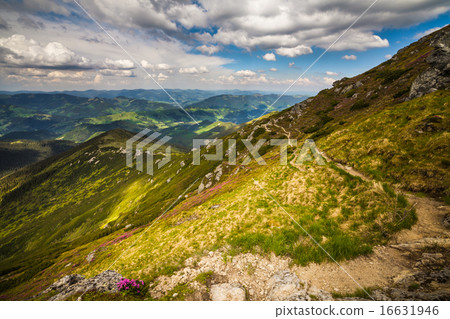 Magic pink rhododendron flowers in the mountains Magic pink rhododendron flowers in the mountains 16631946