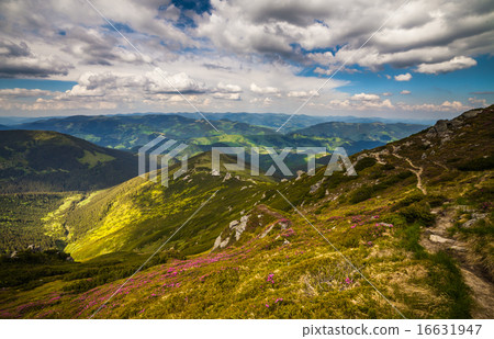 Magic pink rhododendron flowers in the mountains Magic pink rhododendron flowers in the mountains 16631947