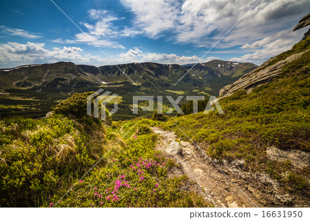 Magic pink rhododendron flowers in the mountains Magic pink rhododendron flowers in the mountains 16631950