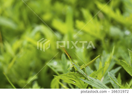 雨螞蚱在雨中 雨螞蚱在雨中 16631972