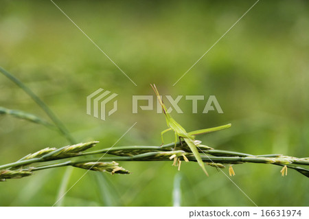 雨螞蚱在雨中 16631974