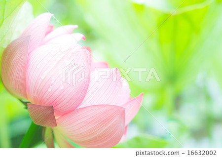 Oga蓮花 16632002