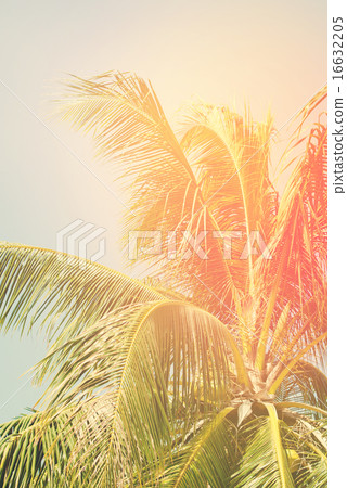 Tropics Palm Trees and Sky, Retro Background 16632205