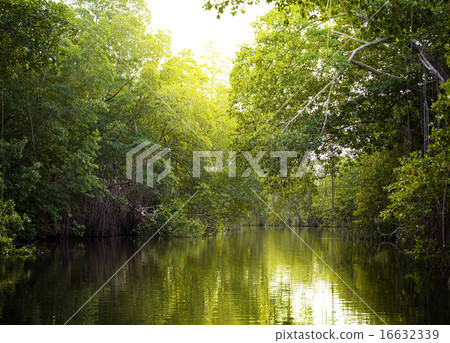 Tropical thickets mangrove forest on the Black riv 16632339