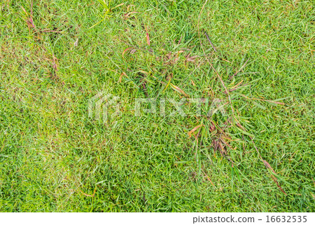 grass background grass background 16632535