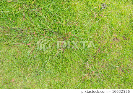 grass background grass background 16632536