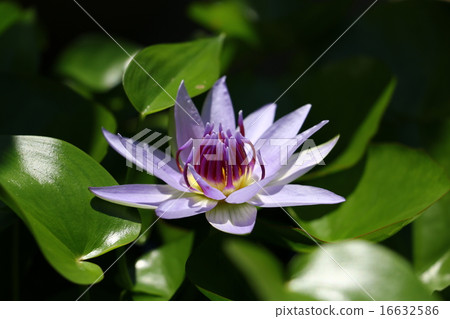 Water lily (Ultra Violet) Water lily (Ultra Violet) 16632586