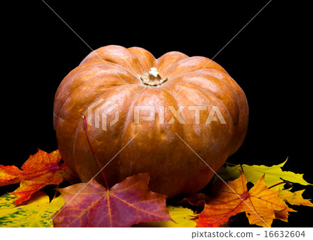 pumpkin and maple leaves on dark background pumpkin and maple leaves on dark background 16632604