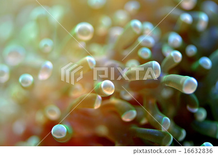 珊瑚 珊瑚 16632836