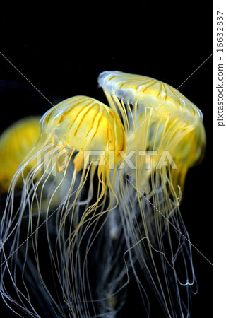 紅色水母 紅色水母 16632837