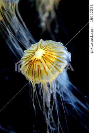 紅苔蘚 紅苔蘚 16632838