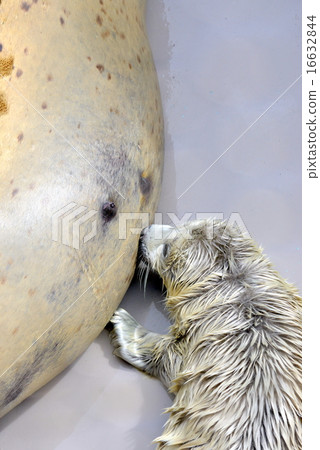 Breast feeding of seals Breast feeding of seals 16632844