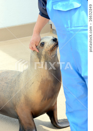 海獅 海獅 16632849
