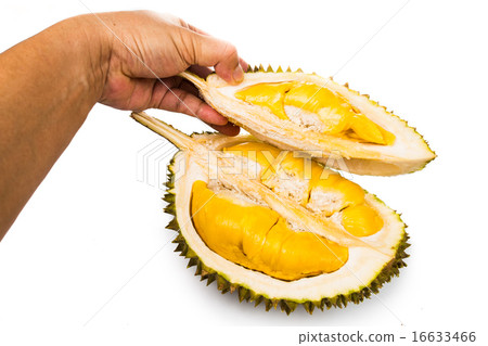 Hand holding durian husk with golden yellow flesh 16633466
