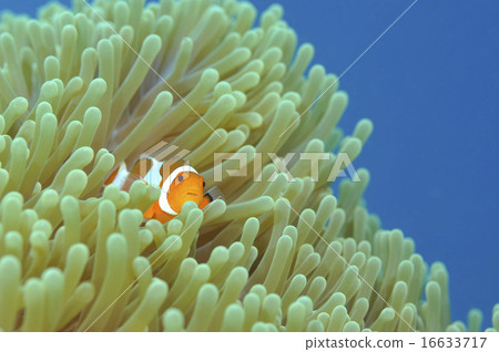 Anemone fish 16633717