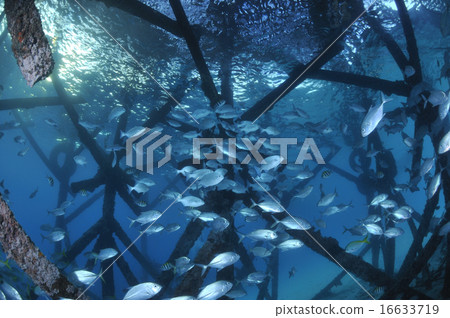 A group of fish A group of fish 16633719