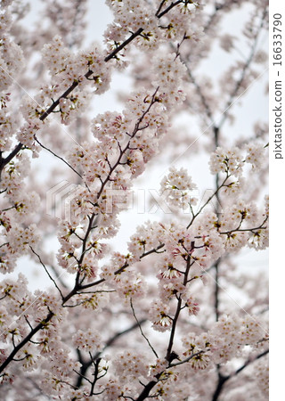 Sakura Sakura 16633790