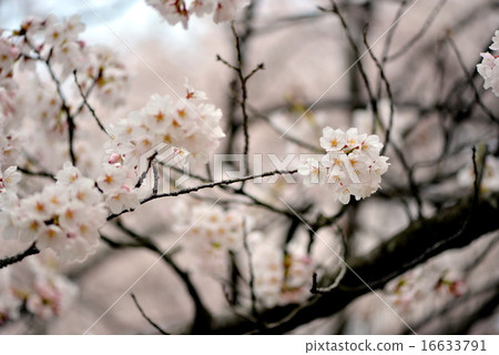 吉野櫻花樹 16633791