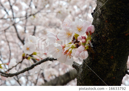 吉野櫻花樹 16633792
