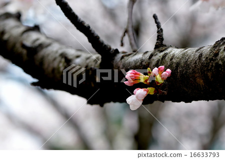Yoshino cherry tree Yoshino cherry tree 16633793