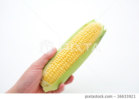 Corn 16633921