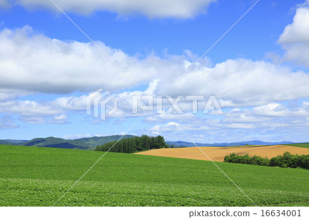 Hill of Biei Hokkaido Biei-cho Hill of Biei Hokkaido Biei-cho 16634001