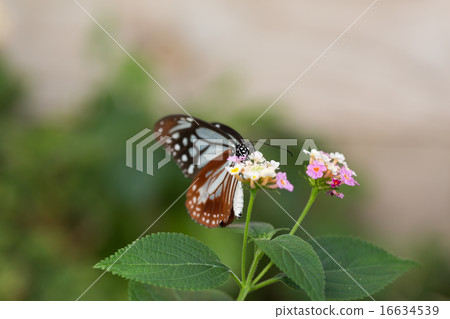 Butterfly 16634539