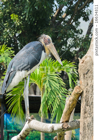 Lesser Adjutant bird Lesser Adjutant bird 16634811