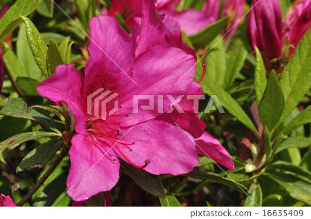 Azalea's flower Mayaufujin Azalea's flower Mayaufujin 16635409