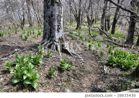 野生葉子 16635430