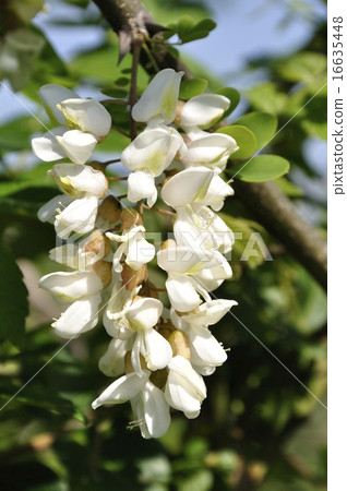 Fake acacia Fake acacia 16635448