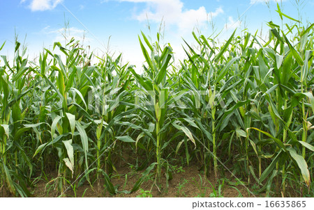 Cornfields Cornfields 16635865
