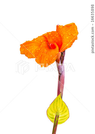 Flower 16635898