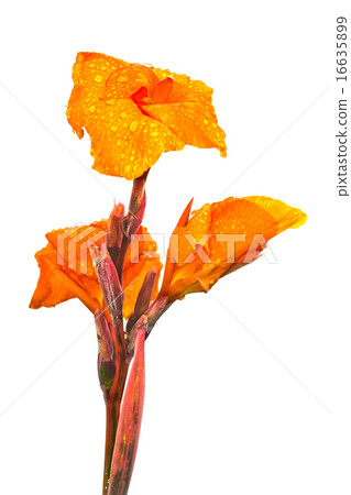 Flower Flower 16635899