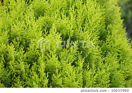 Conifer Conifer 16635968