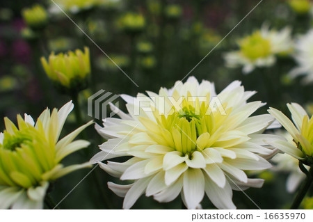 菊花 菊花 16635970