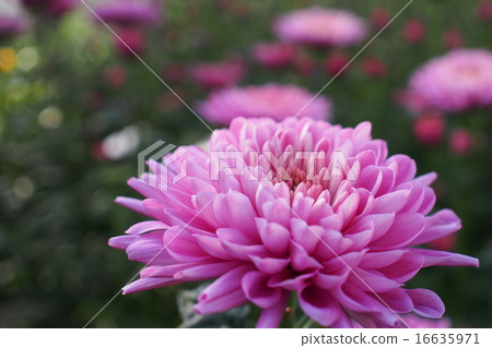 菊花 菊花 16635971