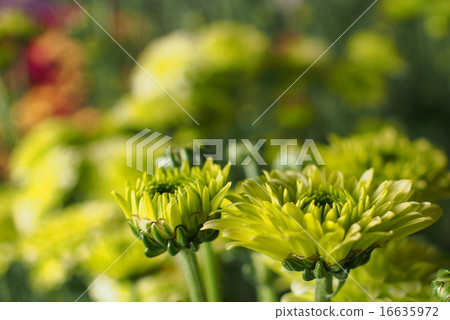菊花 16635972