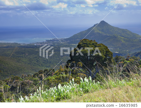 Nature of Mauritius. Wood and mountains. Nature of Mauritius. Wood and mountains. 16635985
